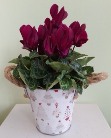 Christmas Cyclamen Plant