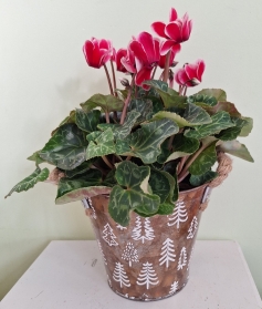 Christmas Cyclamen Plant