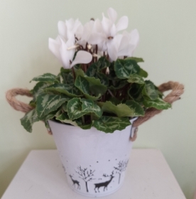 Christmas Cyclamen Plant