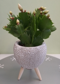 Mini Christmas Cactus